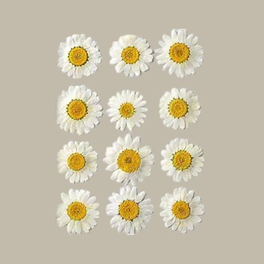 Dried pressed Daisy Flower-White