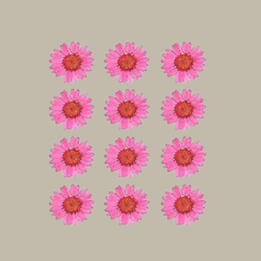 Dried pressed Daisy Flower-Pink