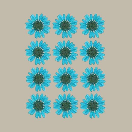 Dried pressed Daisy Flower-Sky blue