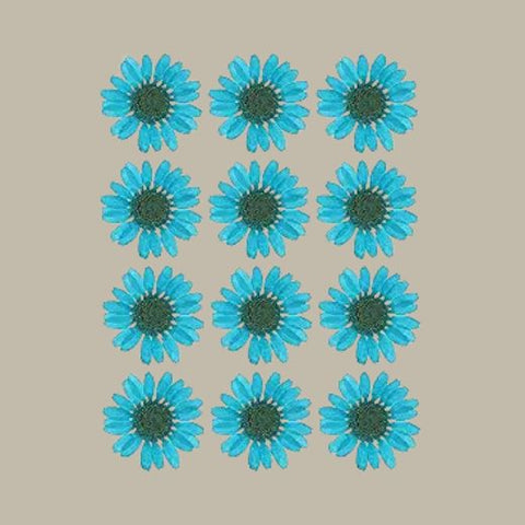Dried pressed Daisy Flower-Sky blue