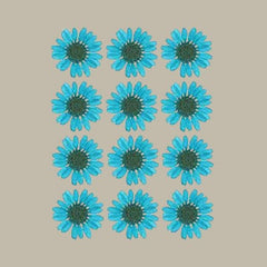 Dried pressed Daisy Flower-Sky blue