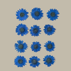 Dried pressed Daisy Flower-Blue