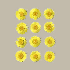 Dried pressed Daisy Flower-yellow