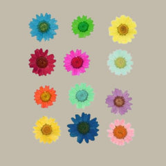Dried pressed Daisy Flower-Multicolor