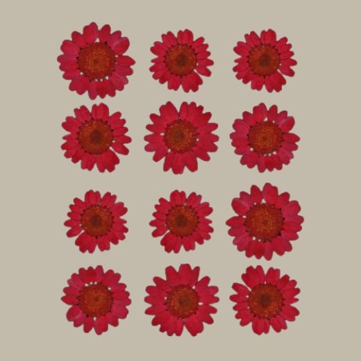 Dried Pressed Daisy Flower-Red