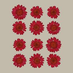 Dried Pressed Daisy Flower-Red