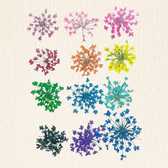 Multicolour Star Daisy