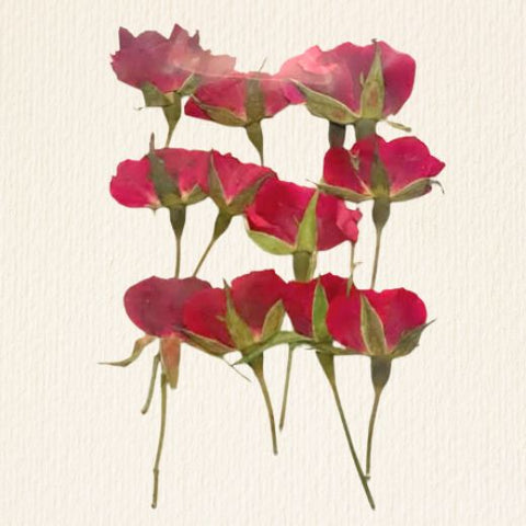 Red Rose