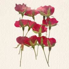 Red Rose