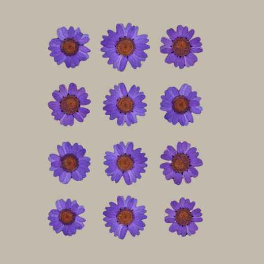 Dried pressed Daisy Flower-Purple