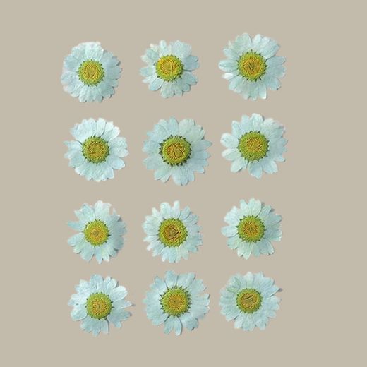 Dried pressed Daisy Flower-Green