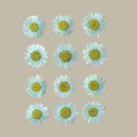 Dried pressed Daisy Flower-Green