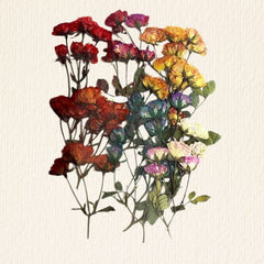 Multicolour Rose with leaf