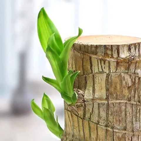 Brazilian lucky bamboo live plant-Pack of 1