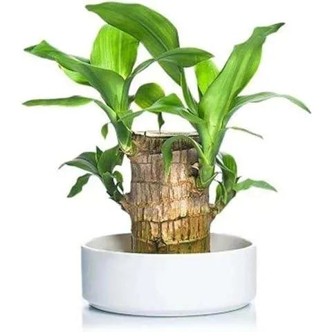 Brazilian lucky bamboo live plant-Pack of 1