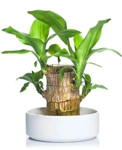 Brazilian lucky bamboo live plant-Pack of 1