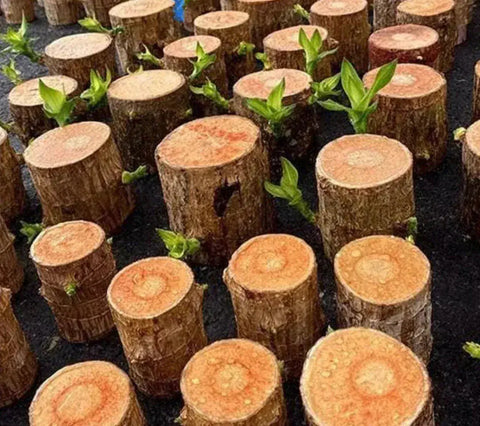 Brazilian lucky bamboo live plant-Pack of 1